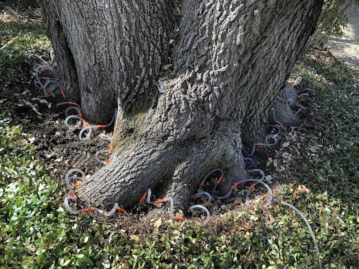 Detailed Tree Cabling and Bracing job site in Westover