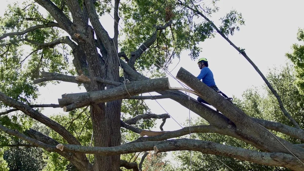Professional Crown Thinning performed by certified arborists in Westover